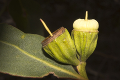 Eucalyptus angulosa