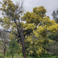 Acacia prominens