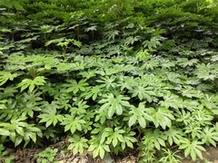Fatsia japonica