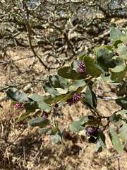 Cynips quercusechinus