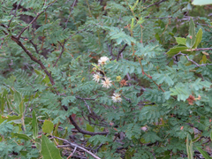 Mimosa aculeaticarpa biuncifera