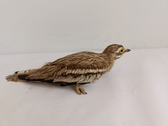 Burhinus oedicnemus