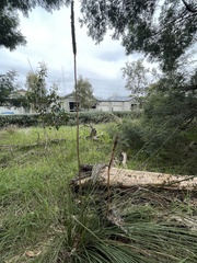 Xanthorrhoea minor lutea