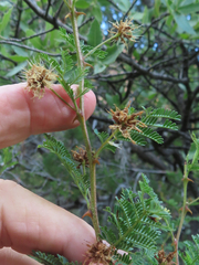 Mimosa aculeaticarpa biuncifera