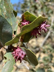 Cynips quercusechinus