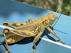 Melanoplus differentialis