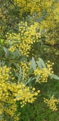 Acacia prominens