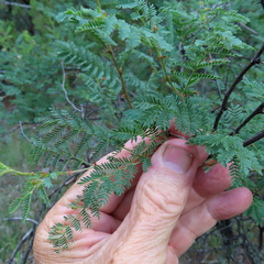 Mimosa aculeaticarpa biuncifera