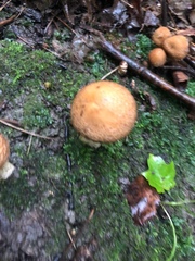 Neolentinus lepideus