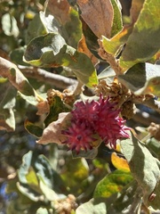 Cynips quercusechinus