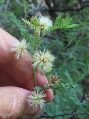 Mimosa aculeaticarpa biuncifera