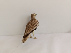 Burhinus oedicnemus