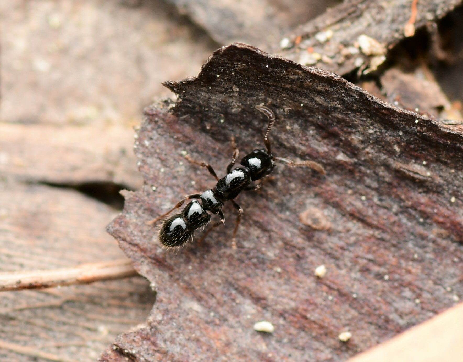 Lioponera turneri