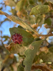 Cynips quercusechinus