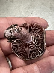 Lactarius subpurpureus