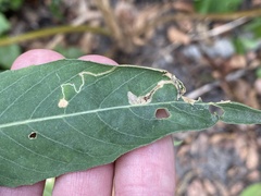 Mompha argentimaculella