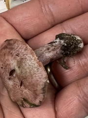 Lactarius subpurpureus