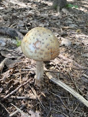 Amanita amerirubescens