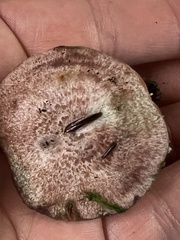 Lactarius subpurpureus