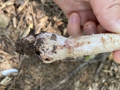 Amanita amerirubescens