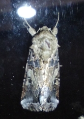 Spodoptera ornithogalli
