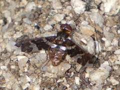 Exoprosopa caliptera