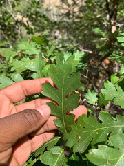 Quercus lobata