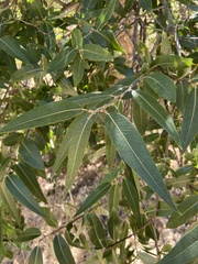 Salix