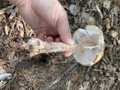 Amanita amerirubescens