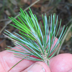 Pinus cembroides