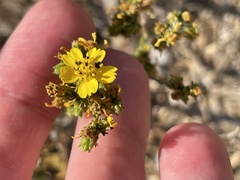 Deinandra fasciculata