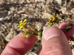 Deinandra fasciculata