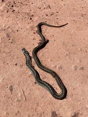 Thamnophis sirtalis pallidulus