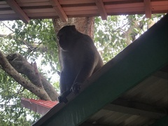 Macaca mulatta