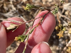 Deinandra fasciculata