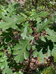 Quercus lobata