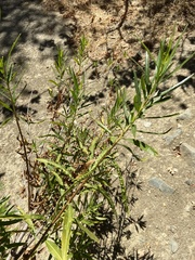 Baccharis salicifolia