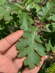 Quercus lobata
