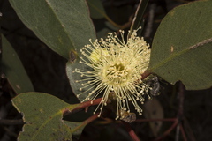 Eucalyptus angulosa