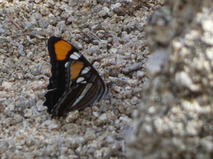 Adelpha eulalia