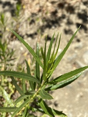 Baccharis salicifolia