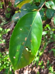 Glochidion rubrum