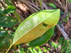 Glochidion rubrum