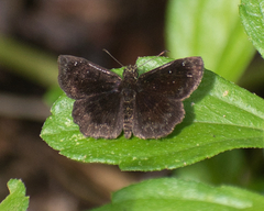 Staphylus ascalaphus