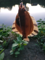 Platichthys stellatus
