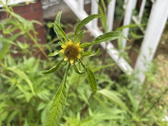 Bidens vulgata
