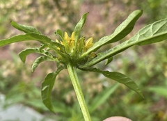Bidens vulgata