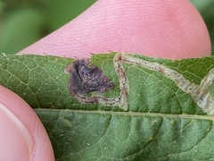 Liriomyza eupatoriella