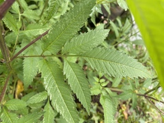 Bidens vulgata