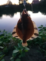 Platichthys stellatus
